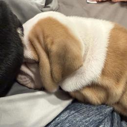 Bulldog Puppies from Bulldog's 4 Brothers