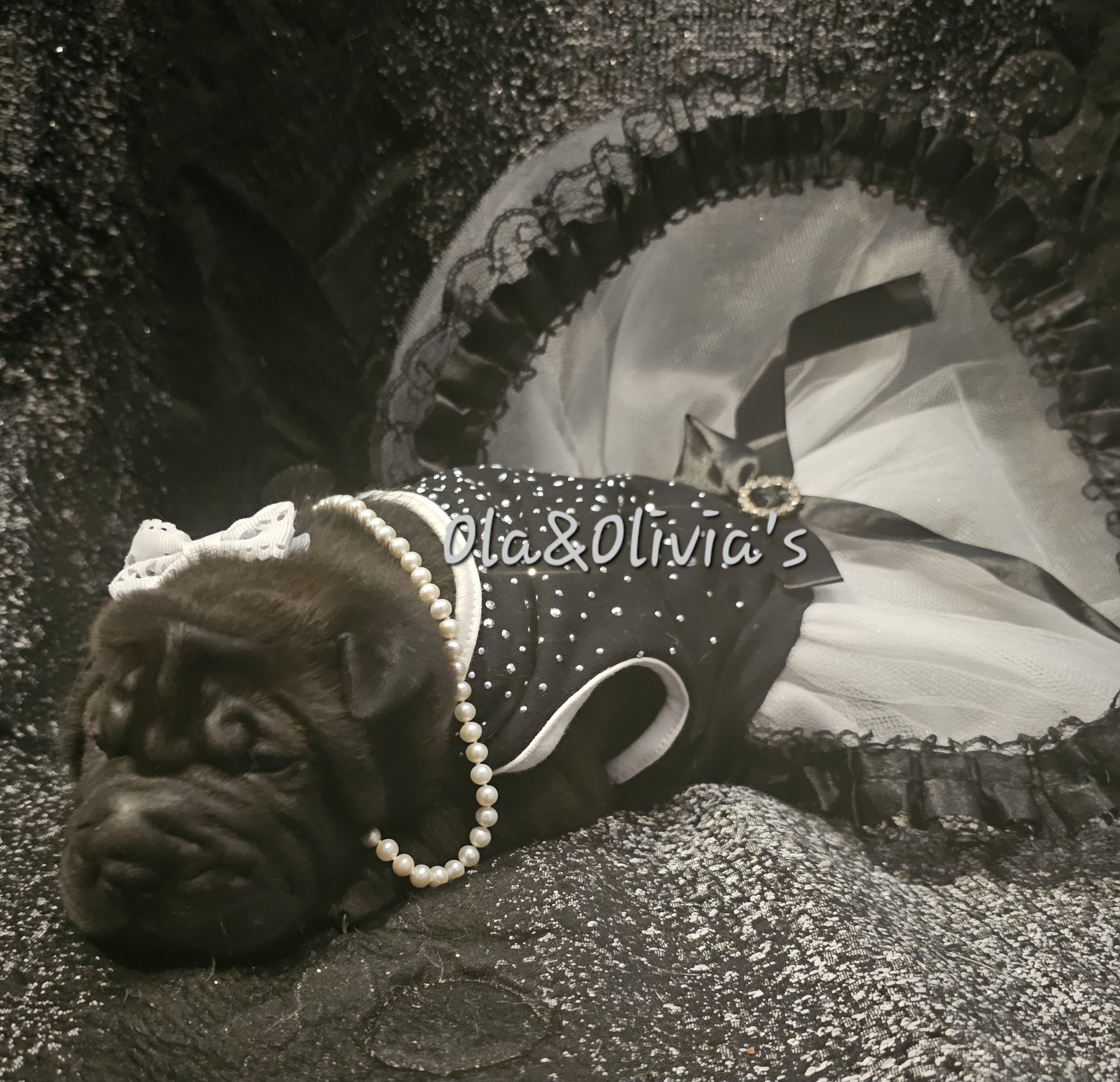 Chinese Shar-Pei Puppies from Zoey's Waggly Tails