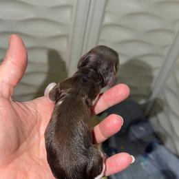 Sprinkle - Piebald female Dachshund puppy in Erie, Michigan from Champagne’s Grinch Toe’d Dachshunds