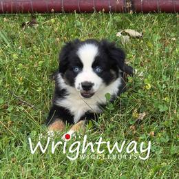 Ash - Black tri female Miniature Australian Shepherd puppy in Dowagiac, Michigan from Wrightway Wigglebutts