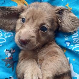 Spot - Dapple male Dachshund puppy in Birmingham, Alabama from Mini Doxies Love