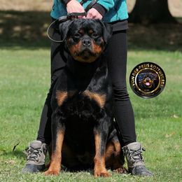 Wanna - Rottweiler
