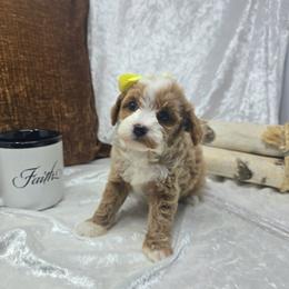 Jenson - 1 lb 14 oz - Red  female Goldendoodle puppy in Floyd, Virginia from Hearts and Paws Poodles and Doodles