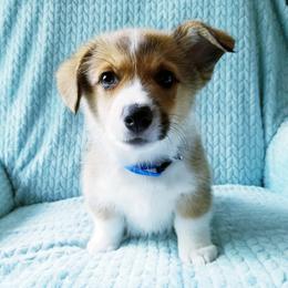 Pembroke Welsh Corgi Puppies from Whimsical Treasure Corgis