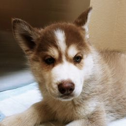 Australian Shepherds and Siberian Huskies from Amber's Aussies and Huskies