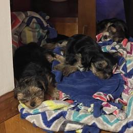 Yorkshire Terrier puppies from Shay’s Yorkies
