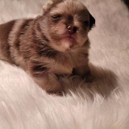 Boy 2 - Chocolate merle male Pomeranian puppy in Syracuse, New York from Precious Fancy Feet Pomeranians