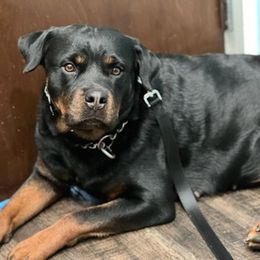 Rottweilers from Ramos Rotts