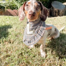 Luna - Dachshund