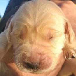 Golden Retriever puppies Boy 2 -Duke - Cream male Goldendoodle puppy in Orland, California from Elliott's Elite Puppies