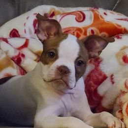 TATE - Boston Terrier