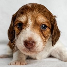 Reef - Piebald male Dachshund puppy in Winamac, Indiana from WZ Kennels