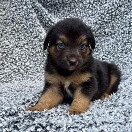 Rose - Red tri female Miniature Australian Shepherd puppy in Michie, Tennessee from Acton Aussies