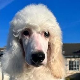 Poodles from DeMoica Poodles