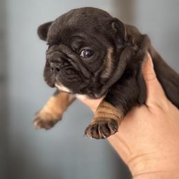 Black and Tan Yellow Collar - Tricolors female French Bulldog puppy in Harmony, North Carolina from Schuster Haus