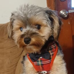 Yorkshire Terriers from TBFB