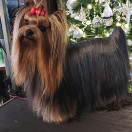 Yorkshire Terrier All Grown Up from Rick Buterbaugh