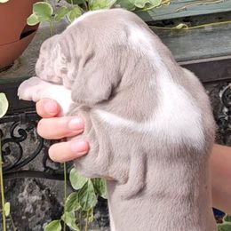 Hannah - Silver female Great Dane puppy in Towaco, New Jersey from MommaDukes Danes