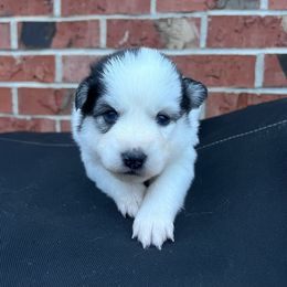 Miley - Black and white female Pomsky puppy in Henderson, Kentucky from Paris Pomskies