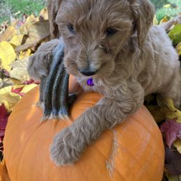 Purple collar - Red  female Goldendoodle puppy in Burien, Washington from South Sound Doodles