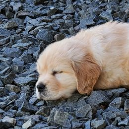 Golden Retriever Puppies from Sheaman Farm