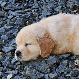 Golden Retriever Puppies from Sheaman Farm