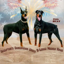Doberman Pinschers from Liberty Edge Ranch