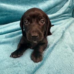 Picasso (PRA Clear) - Black male Dachshund puppy in Memphis, Tennessee from River City Doxies