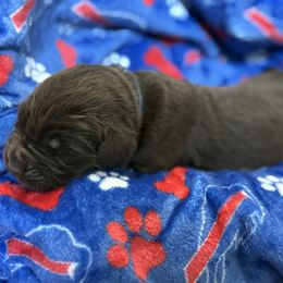 Rocket - Brown male Newfoundland puppy in Silver Creek, New York from Boo N’ Bubs Newfoundlands