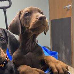 Cas - Red and rust male Doberman Pinscher puppy in Winchester, Ohio from 32 Farms