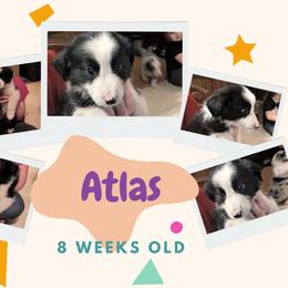 Australian Shepherd and Great Dane Puppies from AEW Farm