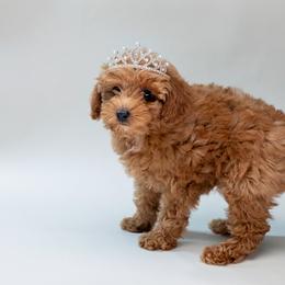 Ginger - Red  female Poodle puppy in Weston, Florida from Miami Toy Poodles