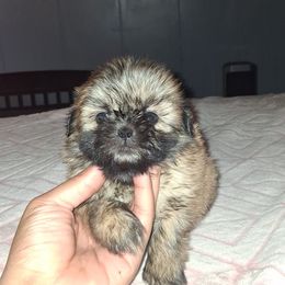 Boy 3 - Gold male Shih Tzu puppy in Birmingham, Alabama from K&D kennels