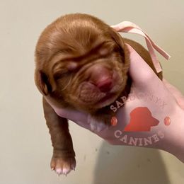 Queen - Red female Nova Scotia Duck Tolling Retriever puppy in Albany, New York from Sardonyx Canines