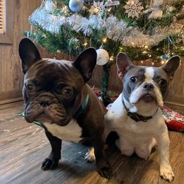 French Bulldogs from Walnut Ridge Kennels