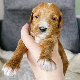 Shark - Red  male Goldendoodle puppy in Garden Grove, California from Sunkissed Doodles