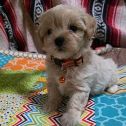 Lumi - Cream female Maltipoo puppy in Arkansas from Brew House