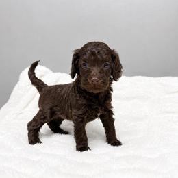 Green - Chocolate male Australian Labradoodle puppy in Springfield, Ohio from Dawson & Daryn's Royal Companions