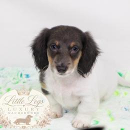 AKC Basil - Blue and tan male Dachshund puppy in Christiansburg, Virginia from Little Legs Luxury Dachshunds LLC