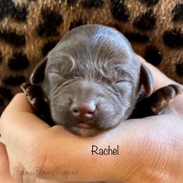 Rachel - Brown female Poodle puppy in Sedalia, Missouri from Farmer Brown's Puppies