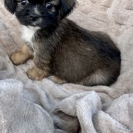 Boy 1 - Red gold male Lhasa Apso puppy in Charlotte, North Carolina from Toy Poodle and Maltese Perfection