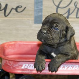 Rocco - Black Cane Corso puppy in Lakewood, Colorado from Rosso Räk Kennels