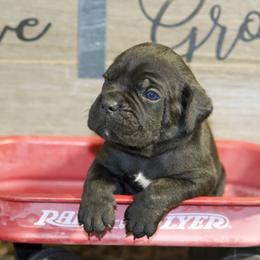 Rocco - Black Cane Corso puppy in Lakewood, Colorado from Rosso Räk Kennels