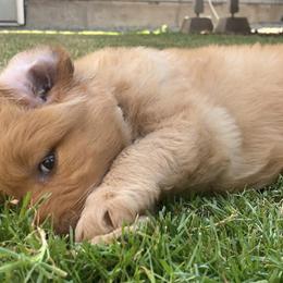 Golden Retriever Puppies from Washington Lakeside Goldens