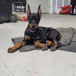 Doberman Pinscher and Miniature Australian Shepherd Puppies from KB's Dobermans