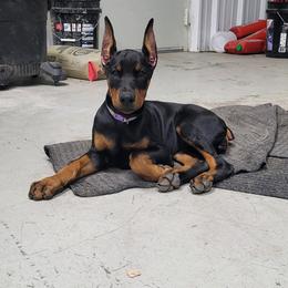 Doberman Pinscher and Miniature Australian Shepherd Puppies from KB's Dobermans