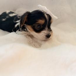 Aspen - Parti female Yorkshire Terrier puppy in Aurora, Colorado from Lavish Yorkies