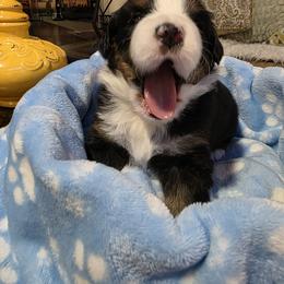 Miniature American Shepherd Puppies from All About Me Miniature American Shepherds