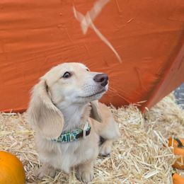 Timber - Cream male Dachshund puppy in Riverdale, Utah from Behive Doxies