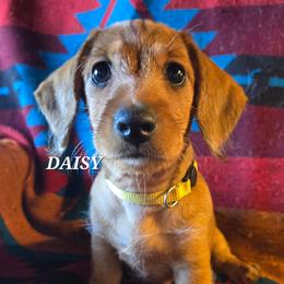 Daisy-wirehair - Red female Dachshund puppy in Blair, Oklahoma from North Fork Doxies-Okla